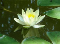 /album/foto-tsvetochnyj-mir/svadba-oli-i-andreya-182-jpg/